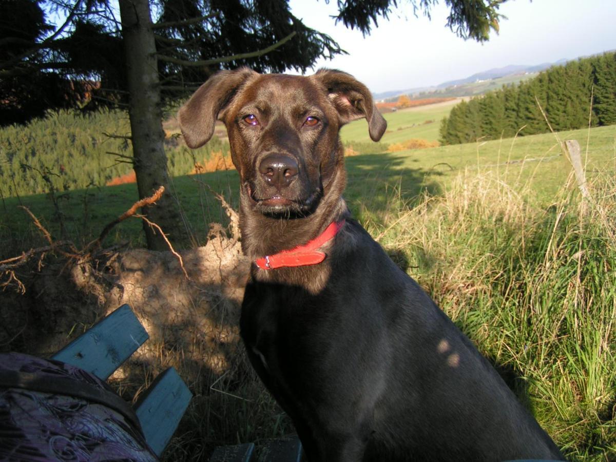 Apartamento Fewo Talula - Sauerland Mit Hund Medebach Exterior foto