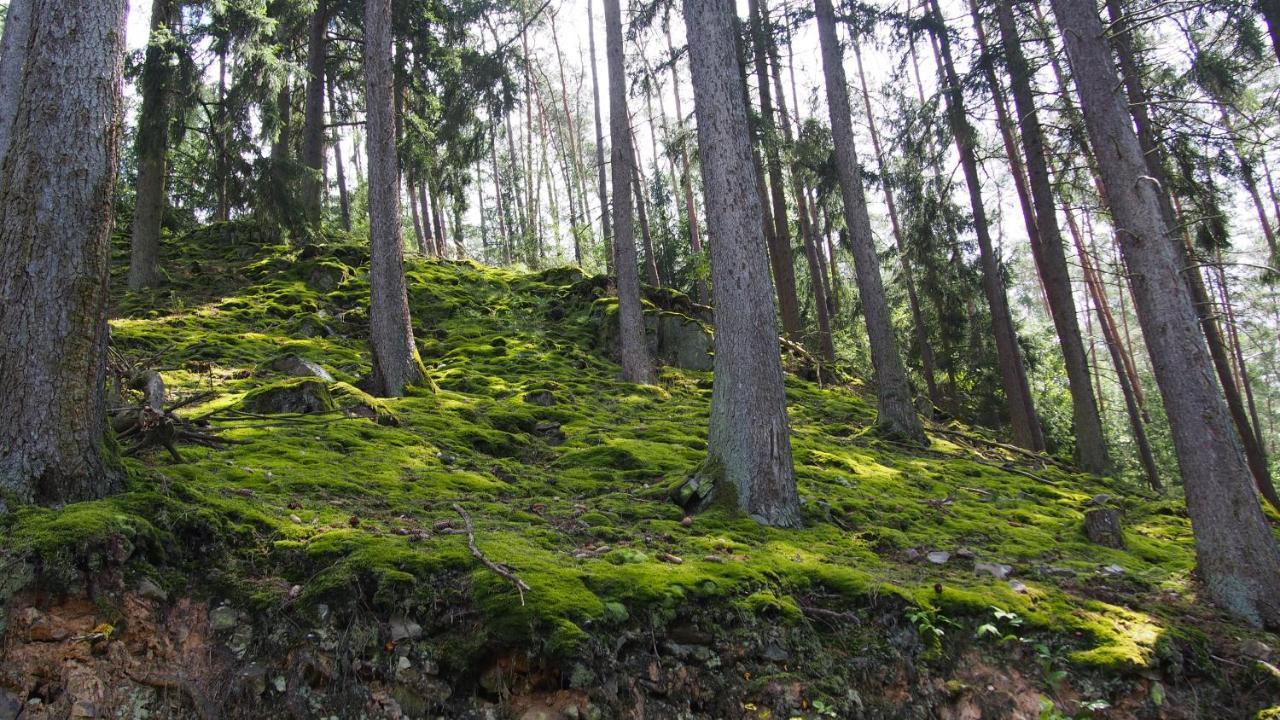 Apartamento Fewo Talula - Sauerland Mit Hund Medebach Exterior foto